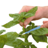 Growth Technology Root Riot