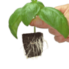 Growth Technology Root Riot
