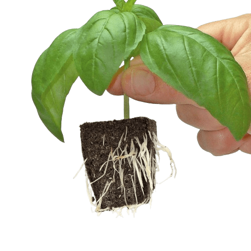 Growth Technology Root Riot